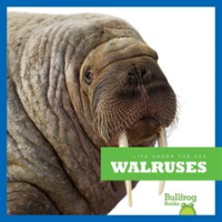 Walruses by Meister, Cari